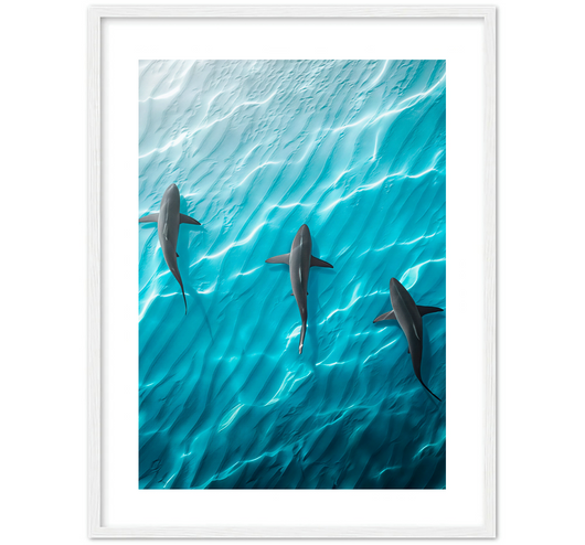 SHARK